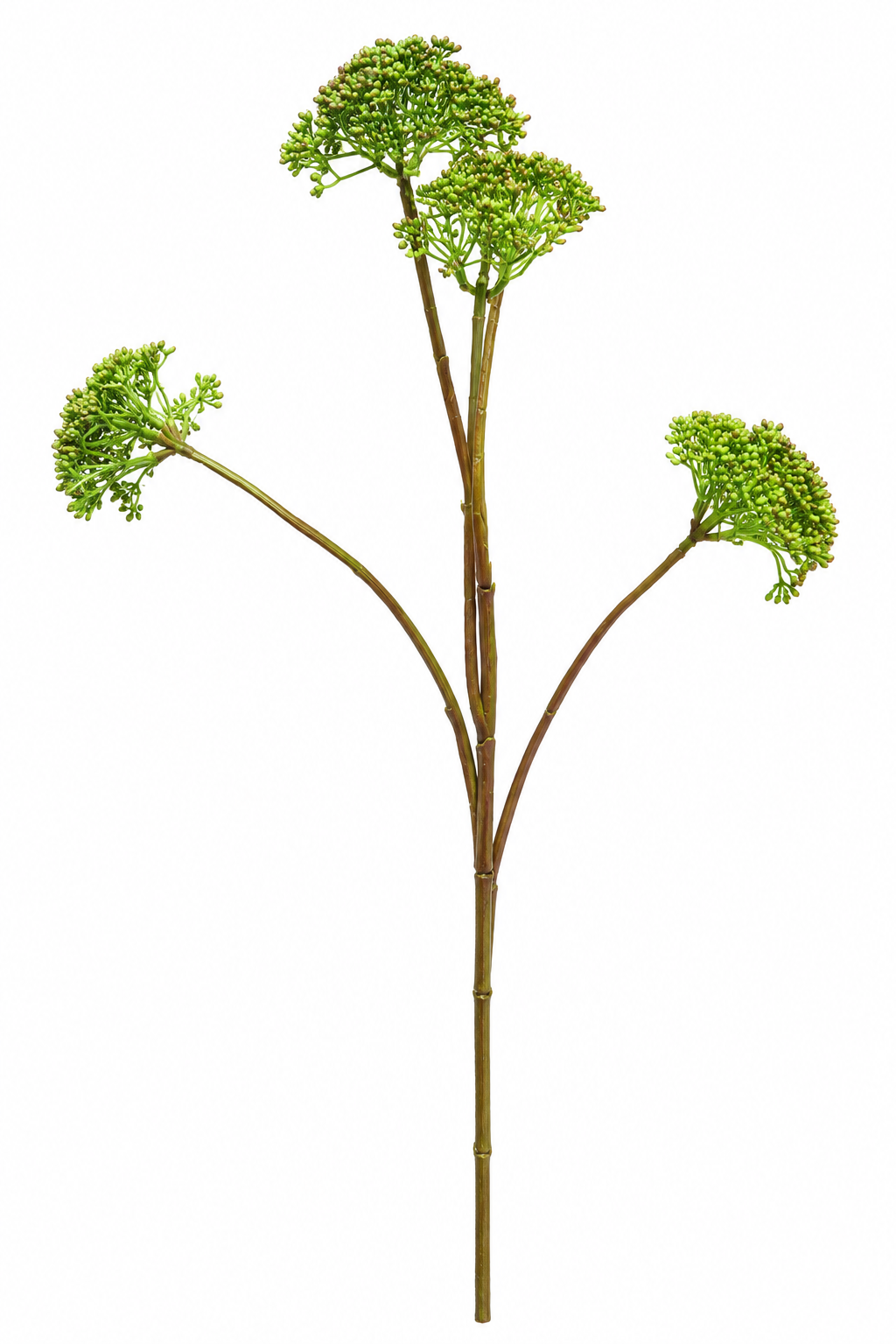 Dille-Tak-Groen